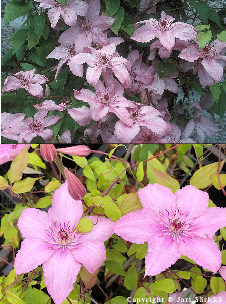 Clematis 'Hagley Hybrid'